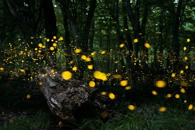 fireflies/ night in the forest with fireflies