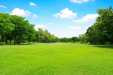 green park and tree with blue sky