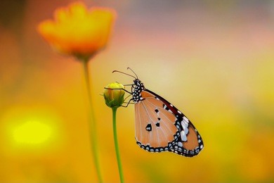 butterfly garden during autumn migration. natural orange background