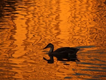 a soft focus duck in night golden water