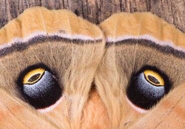 closeup of the eyespots on the wings of a polyphemus moth