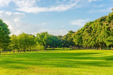 beautiful meadow and tree in the park, bangkok thailand