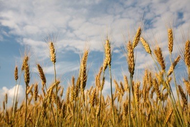 backdrop of ripening ears of yellow wheat field on the sunset cloudy orange sky background copy space of the setting sun rays on horizon in rural meadow close up nature photo idea of a rich harvest