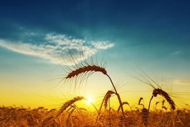 golden harvest under blue cloudy sky on sunset. soft focus