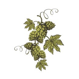 hops vector visual graphic icon or logo, ideal for beer, stout, ale, lager, bitter labels & packaging etc. hop is a herb plant which is used in the brewery of beer. pixel perfect illustration.

