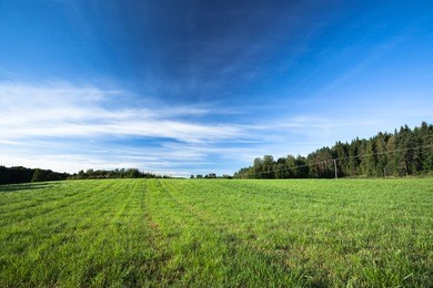 tranquil grassland at sunrise