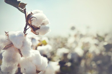 cotton crop landscape with copy space area