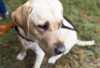 a golden retriever guide dog during the last training for the