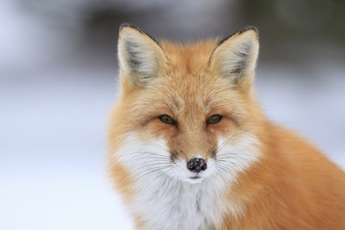 red fox portrait