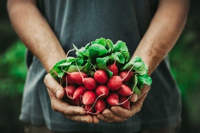 organic vegetables. farmers hands with freshly harvested vegetables. horse radish