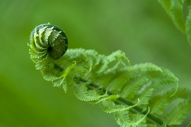 fern in the spring forest