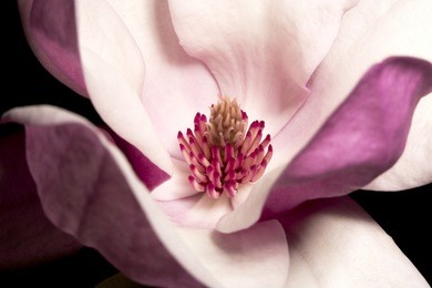 magnolia of gardens on a black background