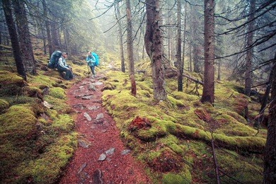 hiking trail in wild forest, carpathian mountains, gorgan, retro