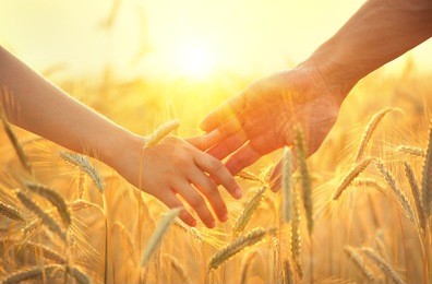 couple taking hands and walking on golden wheat field over beautiful sunset. 