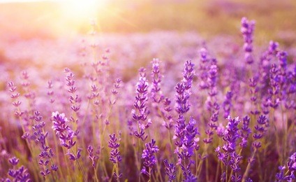 sunset over a violet lavender field in provence, france