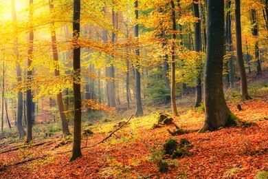 colorful and foggy autumn forest