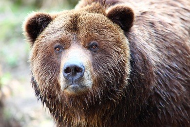 close-up of brown bear