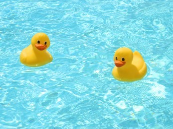 chatting rubber ducks