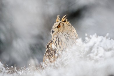 eurasian eagle owl sitting on the ground with snow in winter time. freeze weather with closeup raptor.