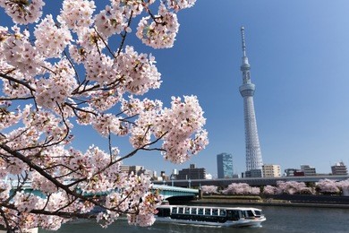 tokyo sky tree and cherry trees