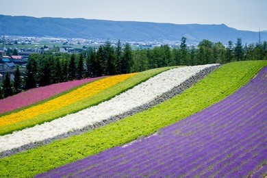 beautiful lavender garden in fulano hokkaido, japan.