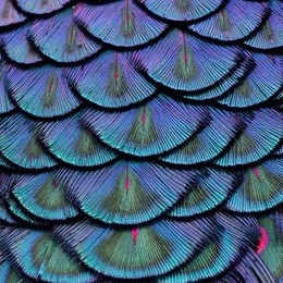 exotic velvet green and blue background made of green peacock bird's feathers in the close up details