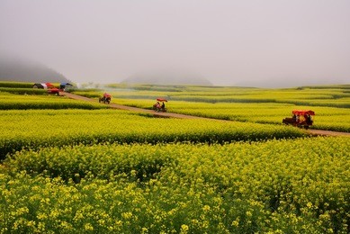mustard field at louping, yunnan china on once time a year