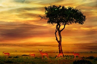 impala at african sunset background