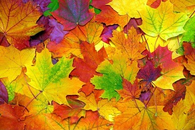 background with autumn colorful leaves