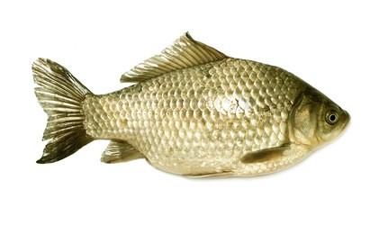carp fish isolated on white background