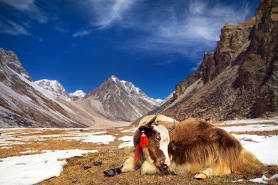 keep calm like yak in himalaya mountains. 