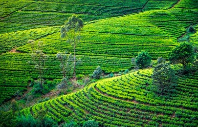 tea plantation in with trees. beautiful landscape