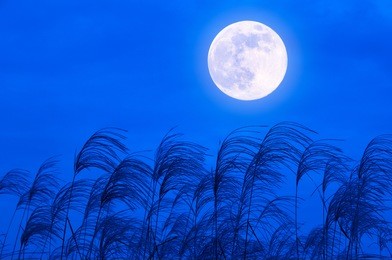 japanese silver grass