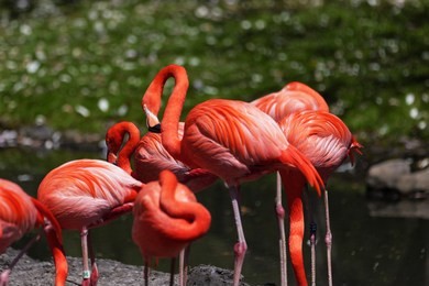 beautiful pink flamingoes in a flock.