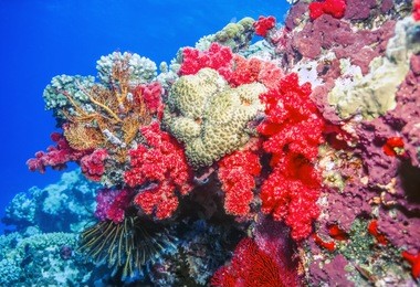 coral reef off the coast of fiji island of taveuni with soft corals