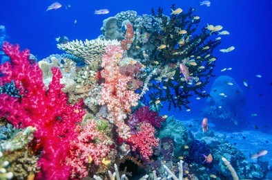 coral reef off the coast of fiji island of taveuni with soft corals