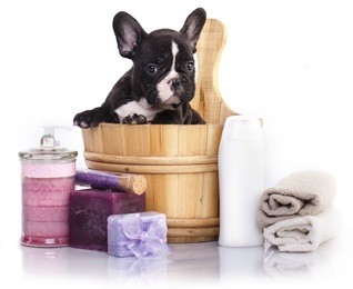 puppy bath time - french  bulldog puppy in wooden wash basin with soap suds 