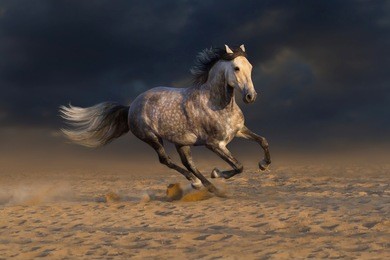 grey andalusian horse run gallop in desert dust