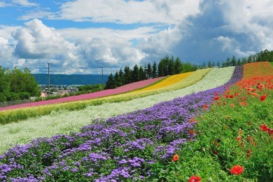 beautiful flower garden in hokkaido japan.