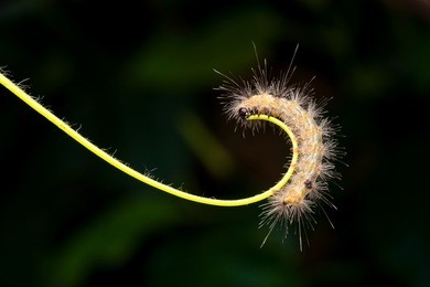 caterpillar