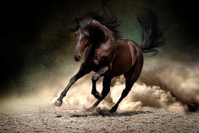 black horse run gallop in dust desert
