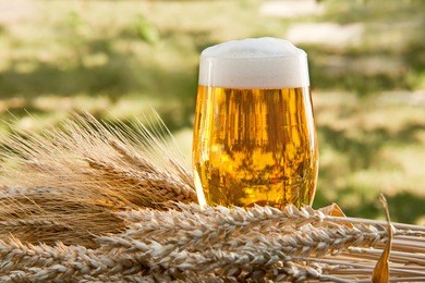 beer glass and raw material for beer production in the nature,