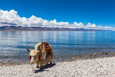 white yak standing on the lakeside of namtso, tibet, china