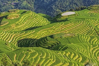 seven stars accompany the moon, part of the dragon's backbone rice terraces, or longji rice terraces,  located next to the village of ping'an in northern guilin, guangxi zhuang autonomous region china