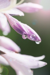 macro photo of flower after rain with water drops on petals with shallow depth of field.