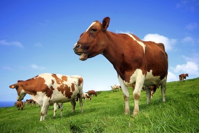 cows feeding in a field of grass, seeing from a low angle
