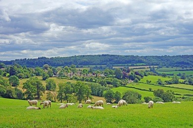 a tranquil view of the cotswold countryside with charollais sheep grazing peacefully in the foreground, looking towards the village of painswick, gloucestershire, united kingdom