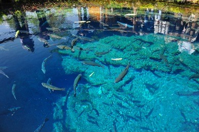 the super clear blue waters with swimming carp/ superb view in japan / oshino hakkai