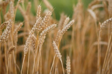 ears of wheat at dawn 