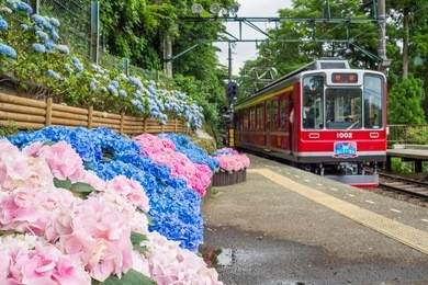 hydrangea and hakone tozan railway
